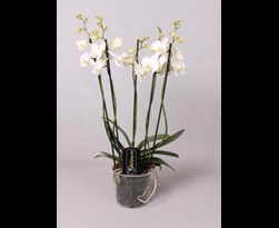 phalaenopsis wit 3 tot 5 bloemstelen