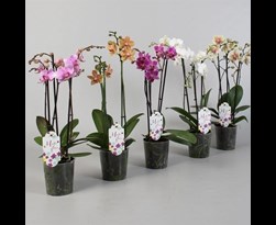phalaenopsis gemengd 3 tot 5 bloemstelen