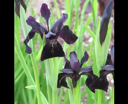 iris chrysographes 