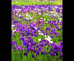 iris ensata (keampferi)
