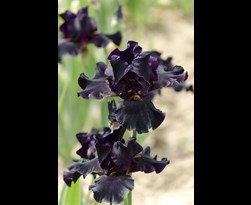 iris louisiana 