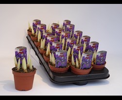 iris reticulata paars