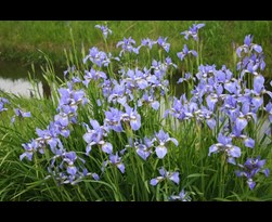iris sibirica (blauw)