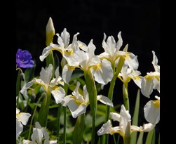 iris sibirica 