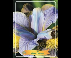 iris sibirica 