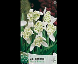 galanthus nivalis 