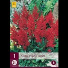 jub-astilbe-arendsii-spinell-1sts-