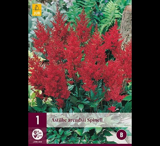 jub-astilbe-arendsii-spinell-1sts-