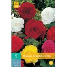jub-begonias-grandiflora-mix-56-5sts
