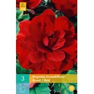 jub-begonias-grandiflora-rood-56-3sts