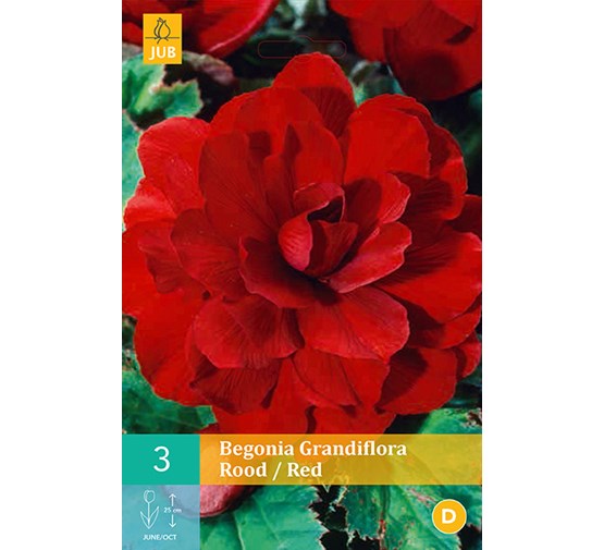 jub-begonias-grandiflora-rood-56-3sts