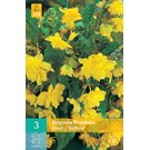 jub-begonias-pendula-geel-45-3sts