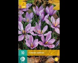 jub crocus sativus (10sts)