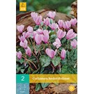 jub-cyclamen-hederifolium-vj-1315-2sts
