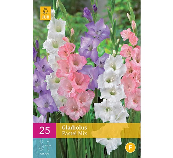 jub-gladiolus-pastel-mix-1214-25sts