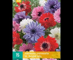 jub anemone coronaria st.brigid mix (15sts)