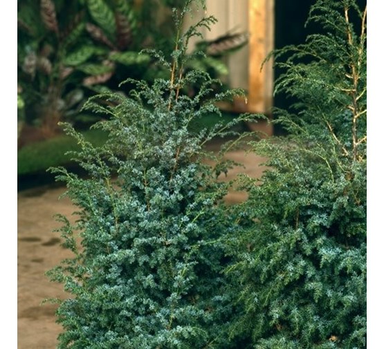 juniperus-chinensis-blue-alps