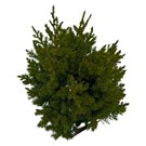 juniperus-chinensis-stricta-