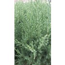 juniperus-chinensis-stricta-