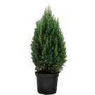 juniperus-chinensis-stricta