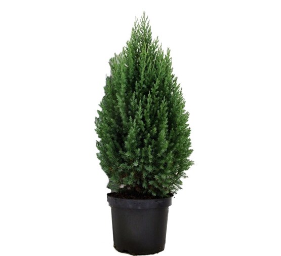 juniperus-chinensis-stricta