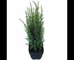 juniperus communis 