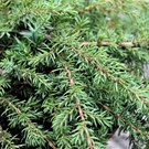 Juniperus-communis-Green-Carpet-2