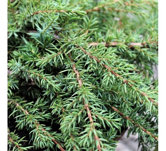Juniperus-communis-Green-Carpet-2