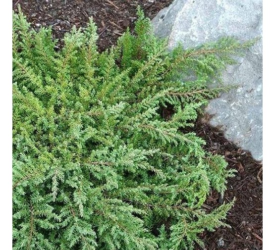 Juniperus-communis-Green-Carpet