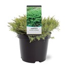 juniperus-dav-exp-variegata-