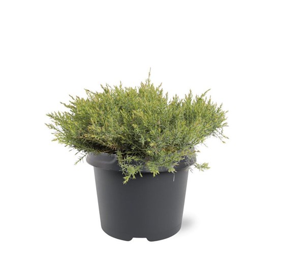 juniperus-davurica-leningrad-