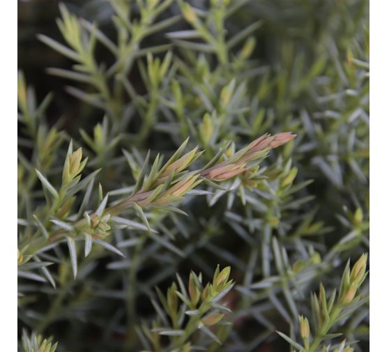 juniperus-davurica-leningrad-