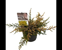 juniperus horizontalis 