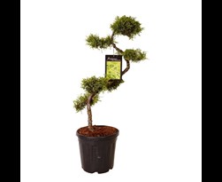 Balzak yoshidagi Belarus fohishalari Balzak yoshidagi Belarus fohishalari