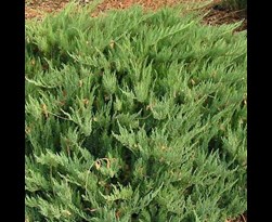 juniperus sabina 