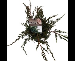 juniperus squamata 