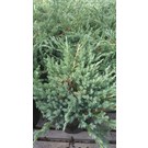juniperus-squamata-blue-carpet-