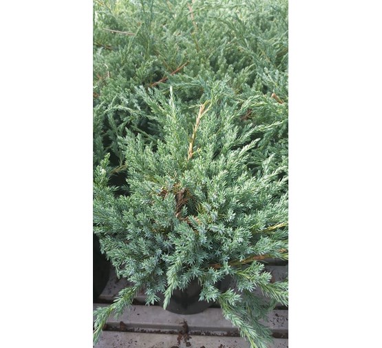 juniperus-squamata-blue-carpet-