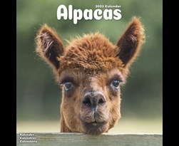 kalender 2023 alpacas as
