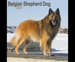 kalender 2023 belgian shepherd as