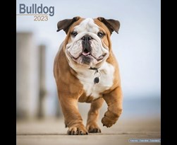 kalender 2023 bulldogs as