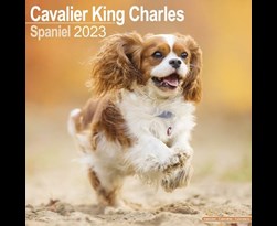 kalender 2023 cavalier kc as