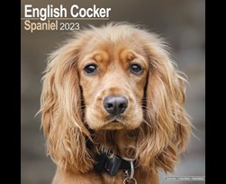kalender 2023 english cocker spaniels as