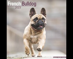 kalender 2023 french bulldogs as