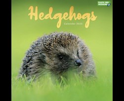 kalender 2023 hedgehogs crs