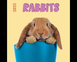 kalender 2023 rabbits studio pg