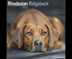 kalender 2023 rhodesian ridgebacks as
