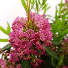 kalmia-angustifolia-rubra-