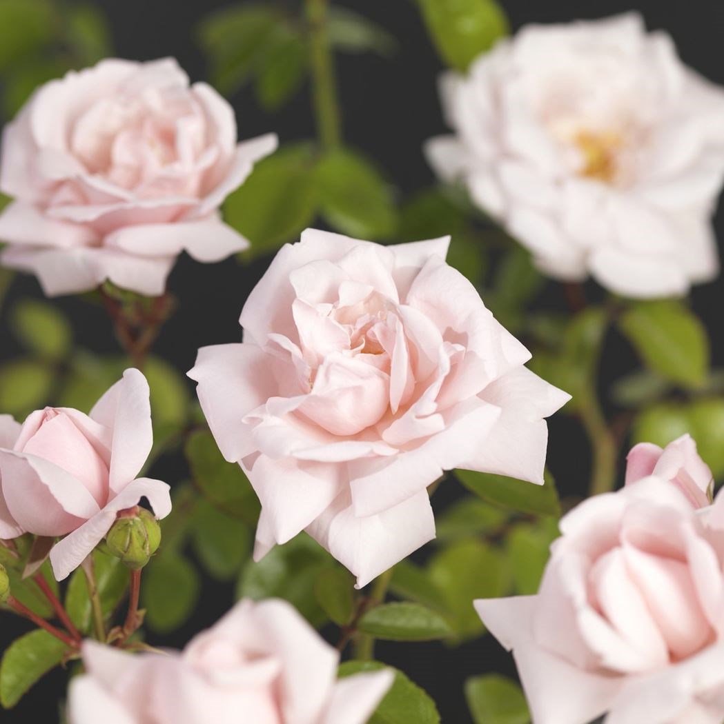 Rosa 'New Dawn' - Klimroos | De Tuinen van
