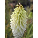 kniphofia-ice-queen-